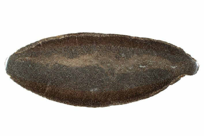 Polished Pliosaur (Liopleurodon) Limb Bone - England #243489